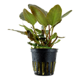 103 芭蕉椒 Lagenandra meeboldii 'Red'